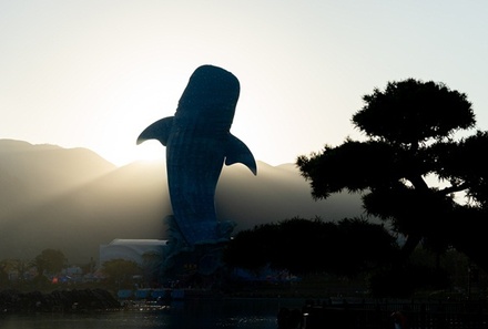 Биологи обнаружили у китов способность к символизации