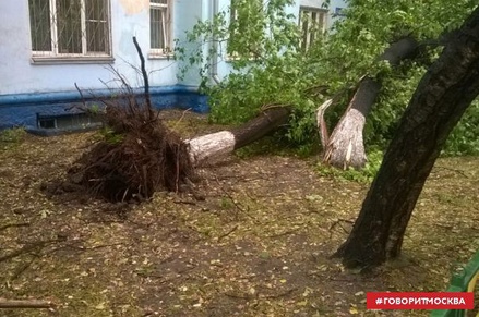 Больше 20 деревьев повалено из-за сильного ветра в Москве