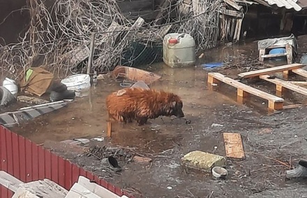 В Госдуме рассказали, что жители Оренбуржья оставляют «привязанных и прикованных» животных из-за эвакуации при потопе
