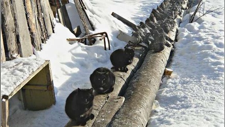 Общественники оценили степень износа теплотрасс в замерзающих кошках