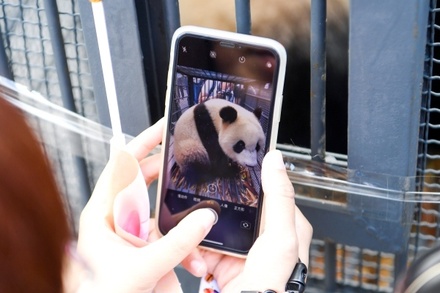 В Китае запретили фотографироваться с пандами в заповедниках