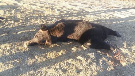В Приамурье женщина за рулём Toyota сбила медведя