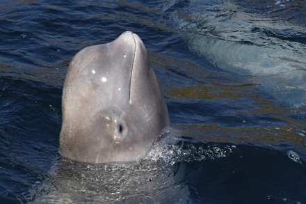 Последних белух выпустили из «китовой тюрьмы» в Приморье