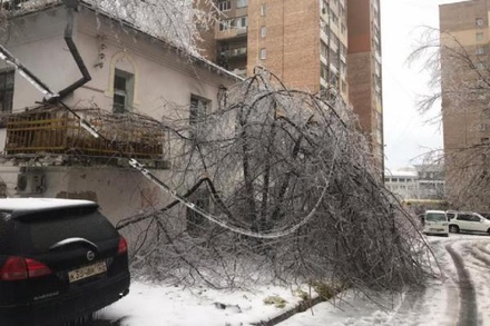 Ветер повалил во Владивостоке более 4,5 тысячи деревьев
