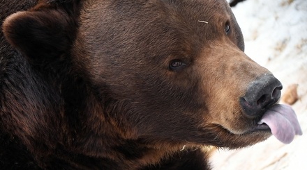 В России протестируют систему распознавания диких животных