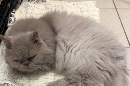 В пермском аэропорту спасли выброшенного на помойку персидского кота