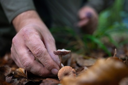 Токсиколог назвал главные правила сбора грибов 