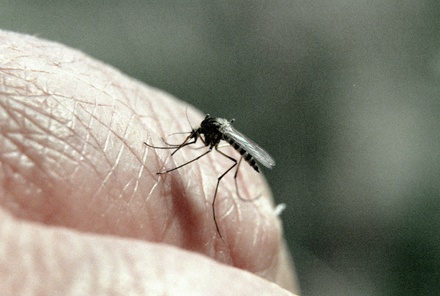 Роспотребнадзор обнаружил 47 новых вирусов, которые переносят комары