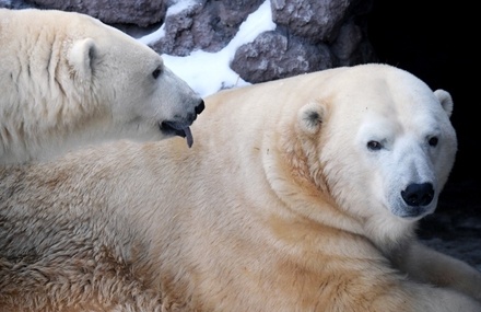 В Минприроды заявили о планах посчитать всех белых медведей в России