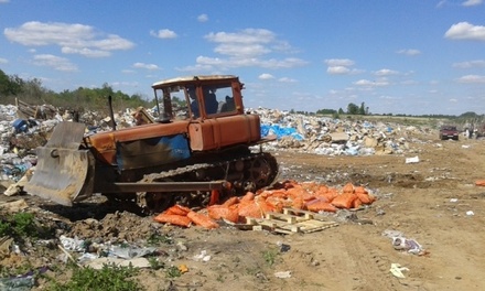 Россельхознадзор уничтожил 20 тонн польского лука