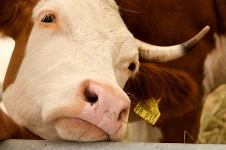 Аналитики предупредили о подорожании молока и мяса в 2020 году
