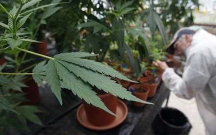 В Перу одобрили законопроект о легализации марихуаны в медицинских целях