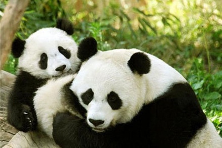 Китай отправил в Московский зоопарк двух больших панд