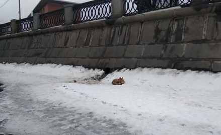 Застрявшую на льдине на Москве-реке лисицу спасли