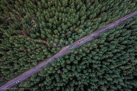 В ОНФ отметили деградацию лесов в России