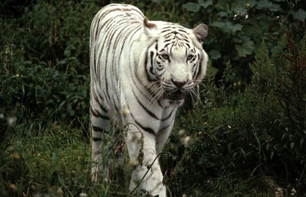 В Тбилиси сбежавший из зоопарка тигр-альбинос напал на человека