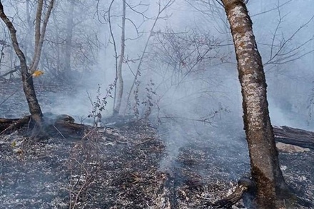 В Армении начался пожар на территории национального парка