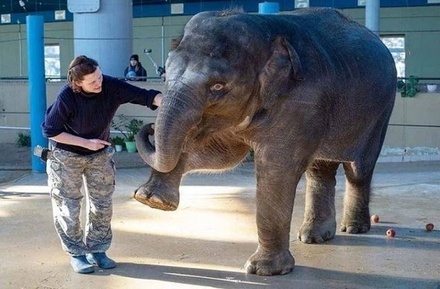 В Большом Московском цирке появился первый собственный слон
