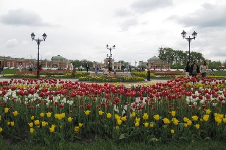 Почти 160 млн рублей потратят московские власти на высадку в городе тюльпанов