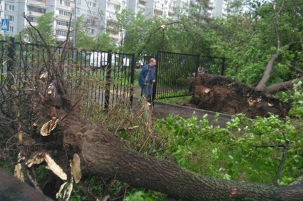 В Москве ураган повалил деревья и сорвал дорожные знаки