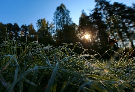 В первые дни лета в Центральной России ожидаются заморозки