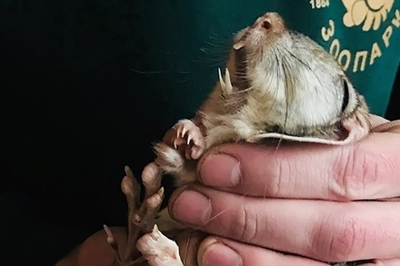Тушканчики в Московском зоопарке впервые уснули на зиму в естественных условиях