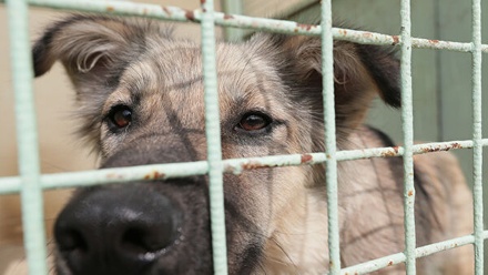 Российские кинологи предложили меры наказания за жестокое обращение с животными