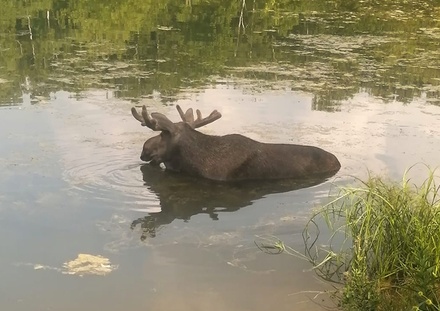 Посетители парка «Сокольники» заметили купающегося в пруду лося