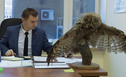 Чиновник Минэкологии Челябинской области объяснил появление чучела совы в кабинете