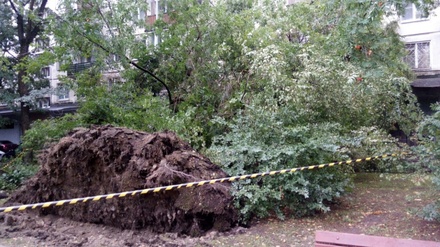 Ураган повалил деревья и дорожные знаки в Петербурге