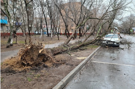 Почти 160 деревьев упали из-за сильного ветра в Москве
