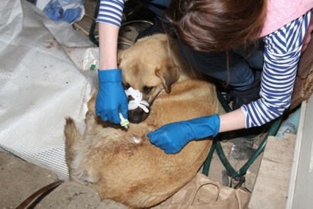 Зоозащитники в Дагестане жалуются на массовые убийства собак