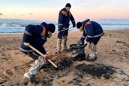 Число погибших дельфинов после разлива мазута в Керченском проливе выросло до 18