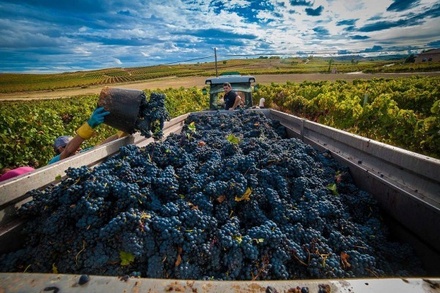 Объём произведённого в прошлом году вина стал рекордным за 15 лет