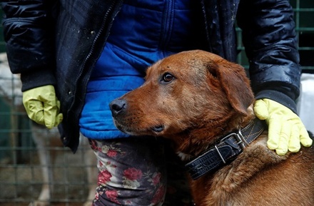 В Госдуме призвали губернаторов доплачивать волонтёрам приютов для животных