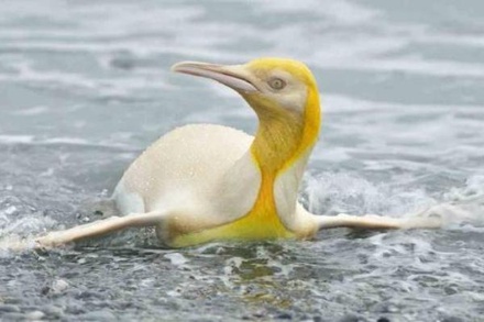 Натуралист впервые в истории сделал фото жёлтого пингвина