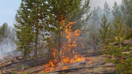 Площадь лесных пожаров в Иркутской области за сутки увеличилась в полтора раза