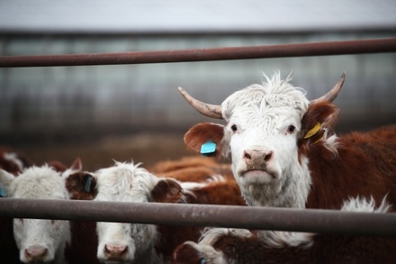 Бизнес предупредил о сокращении производства говядины в России
