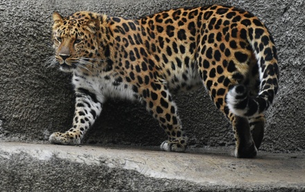 Леопард напал на двухлетнего ребёнка в зоопарке Приморья