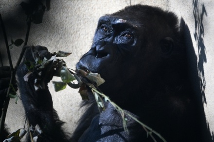 В зоопарке Атланты заразились коронавирусом 18 из 20 горилл