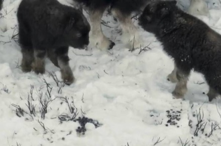 В природном парке «Ингилор» на Ямале показали родившихся в этом году телят овцебыков