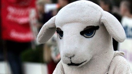 В Новой Зеландии в родео вместо овец будут участвовать люди в шкурах