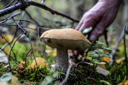 Эксперт предупредил об опасности сбора грибов в Подмосковье
