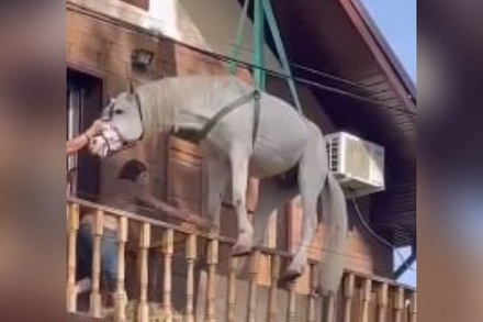 В Оренбургской области спасённую от паводка лошадь спустили с балкона