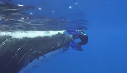 Кит спас женщину от нападения акулы у островов Кука