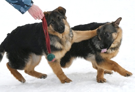 В Австрии начали учить служебных собак искать больных COVID-19 по запаху