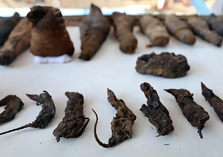 В Египте нашли гробницу с мумиями птиц и животных