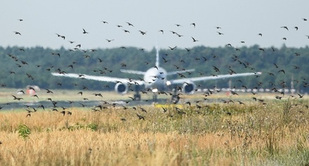 Минтранс заявил о разработке авиационных правил по защите аэропортов от птиц