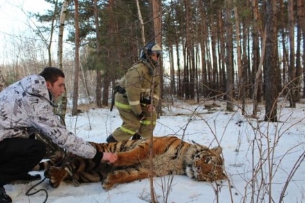 В Воронеже поймали сбежавшего при перевозке тигра