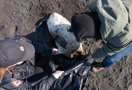 Специалисты назвали причины гибели морских животных на Камчатке